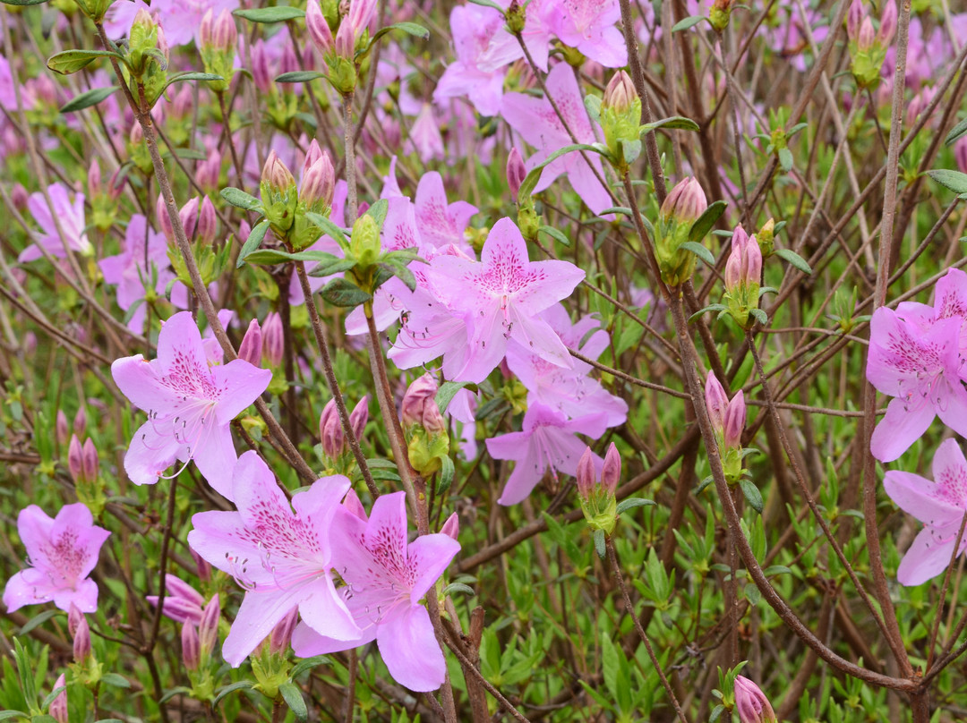 Bullington Gardens景点图片