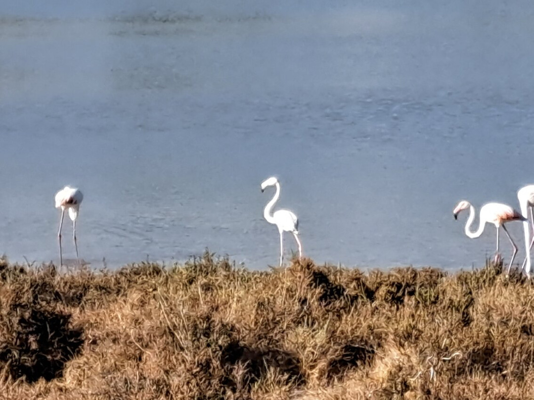 Nature reserve Salina dei Monaci景点图片