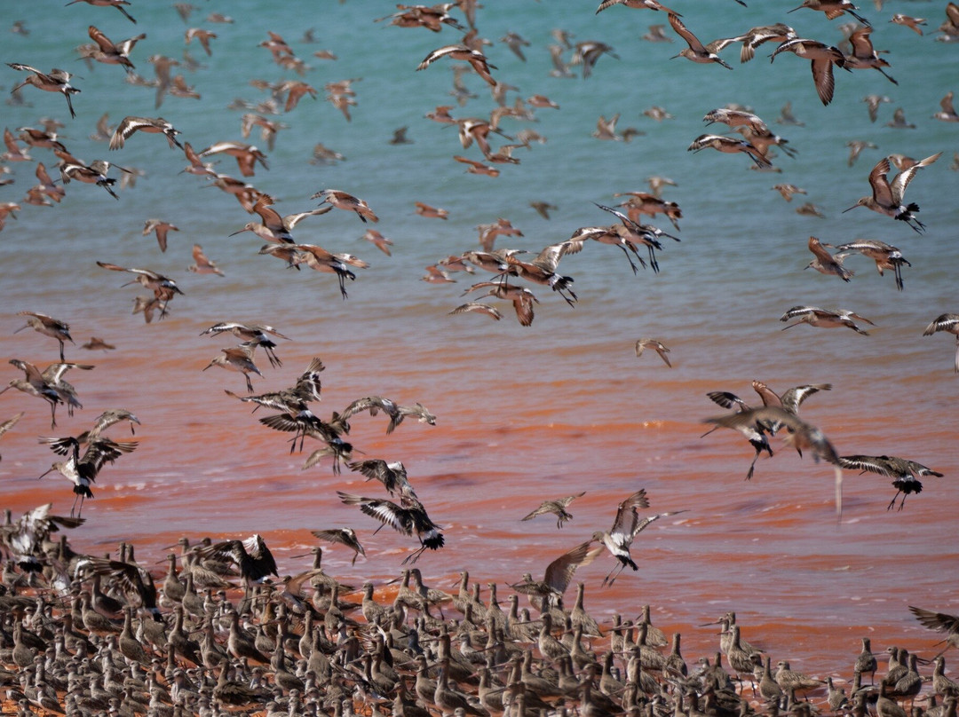 Broome Bird Observatory景点图片