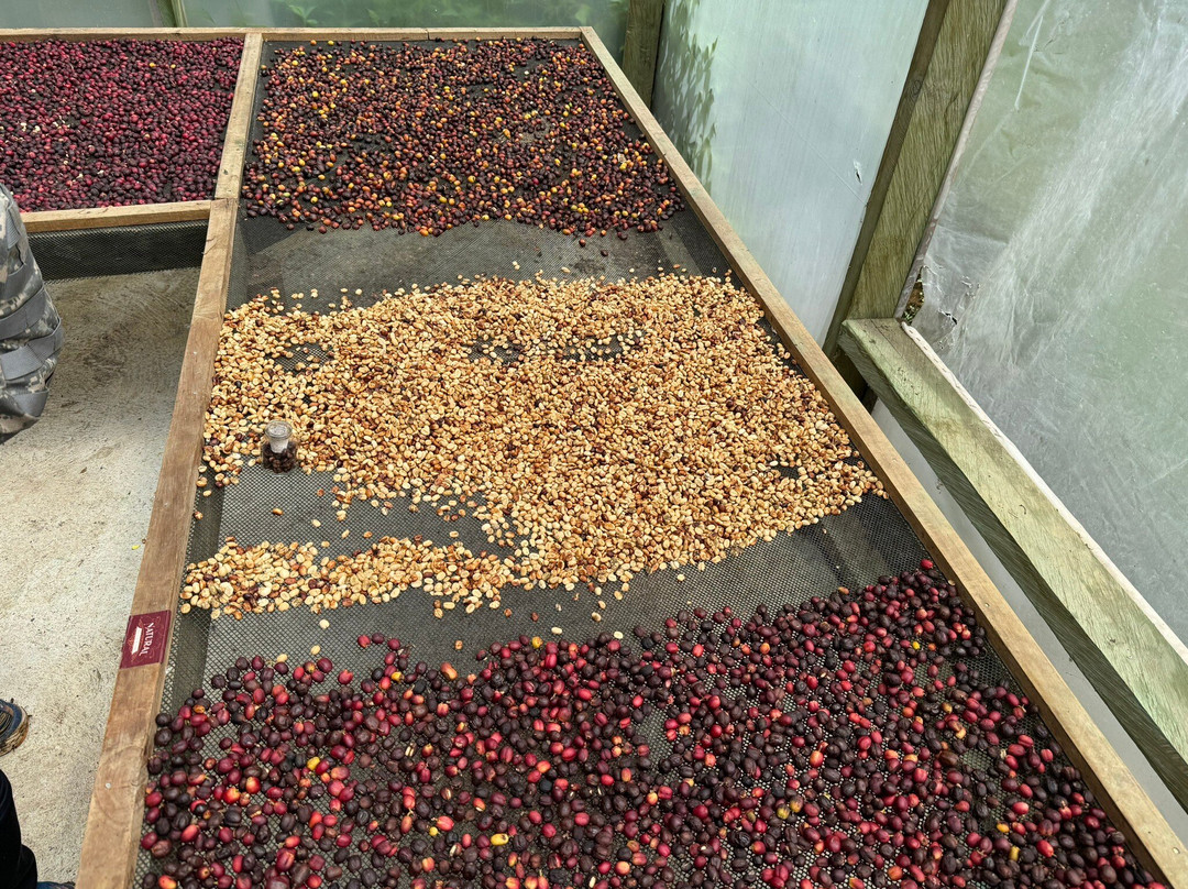 La Casa Grande Coffee Hacienda景点图片