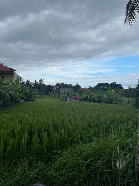 乌布卡姜街稻田漫步景点图片