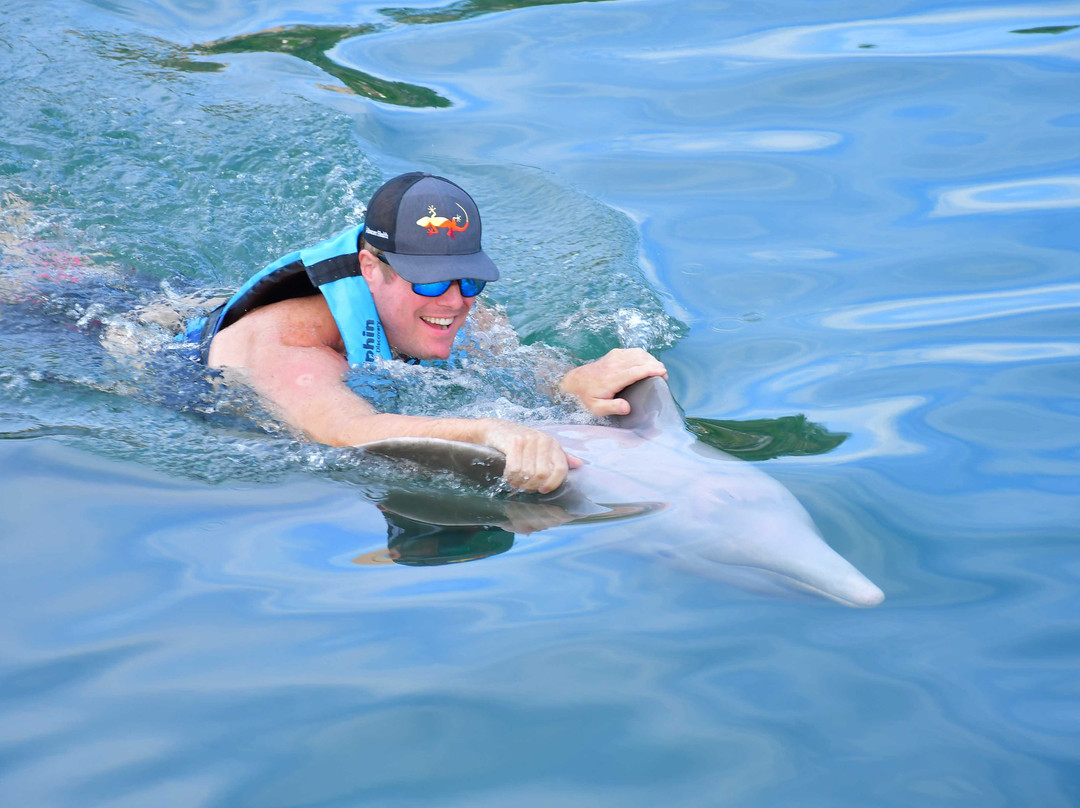 Dolphin Discovery Dreams Puerto Aventuras-阿范特拉斯港必去景点