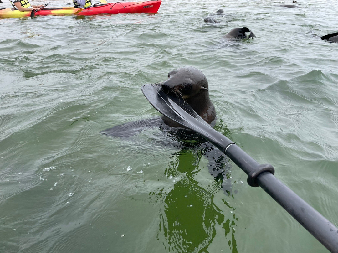 Pelican Point Kayaking-华维斯湾必去景点