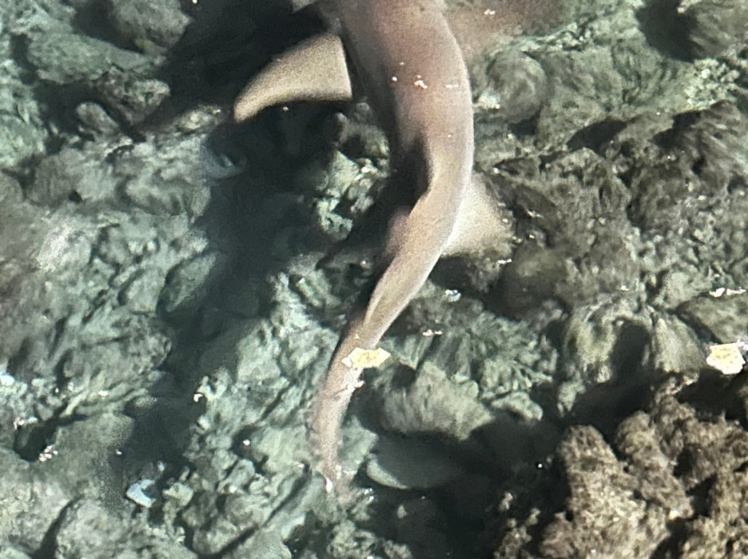 Turtle Maldives主图