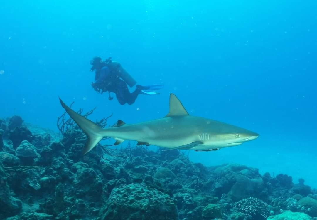 Miller's Dive Shop景点图片