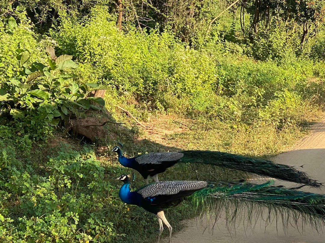 Srilanka Shami Tour Driver-乌达瓦拉瓦必去景点