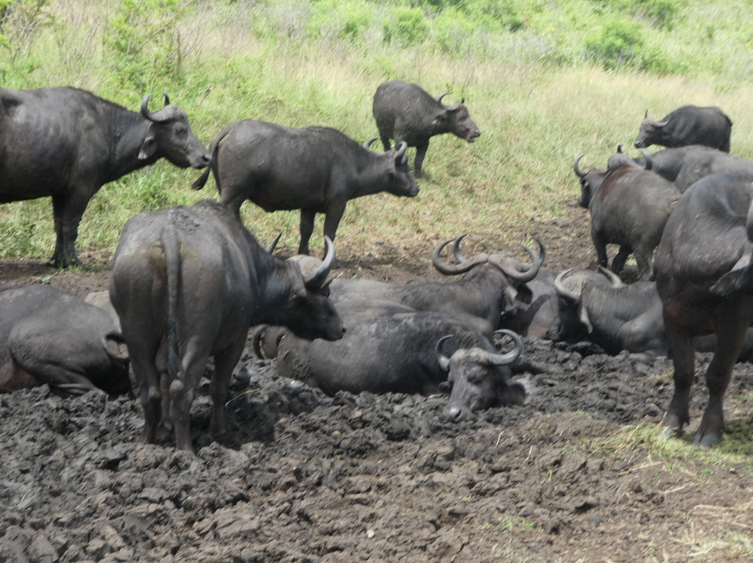 Dini Zulu Safari景点图片