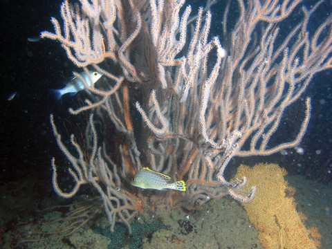 Aqua Vision Scuba Diving-奥南必去景点