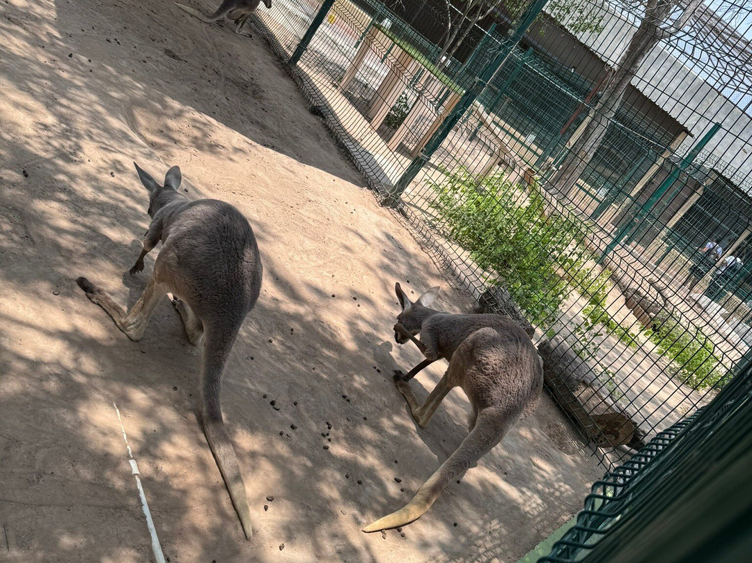 Zoologico de Nuevo Laredo景点图片