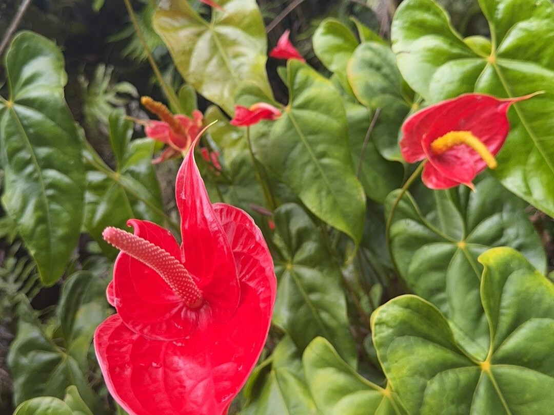 Royal Kona Coffee Center-库克船长必去景点