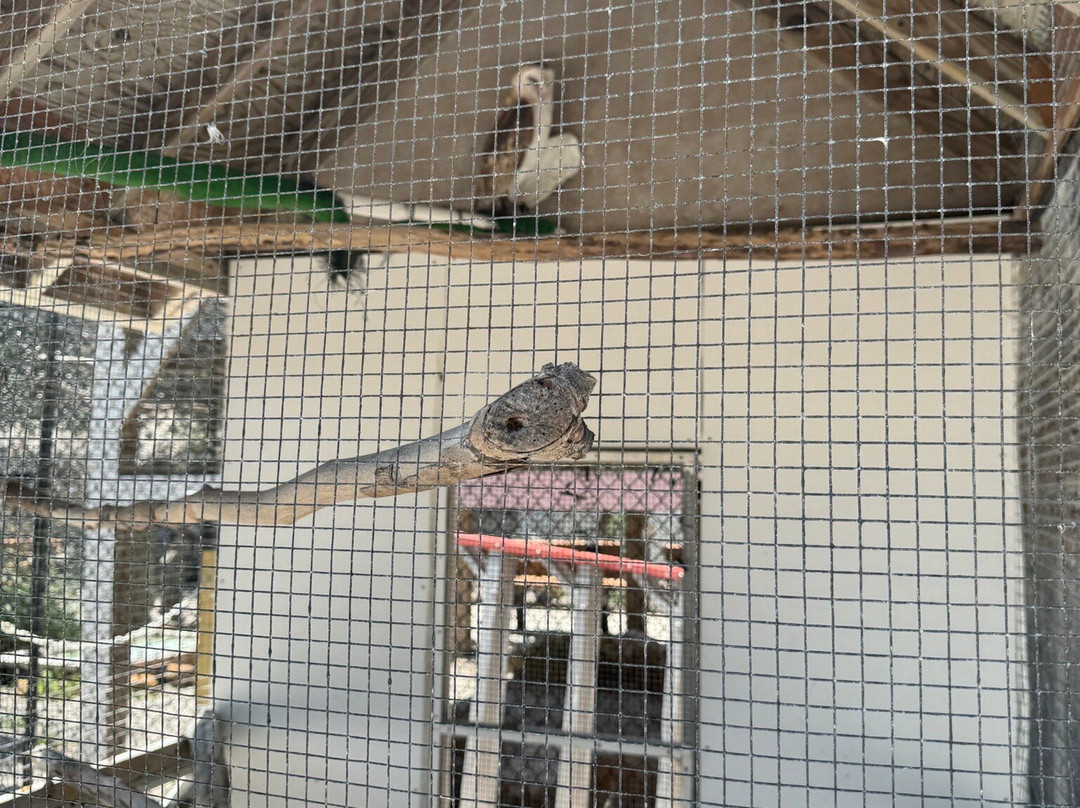 Seaside Seabird Sanctuary-Indian Shores必去景点