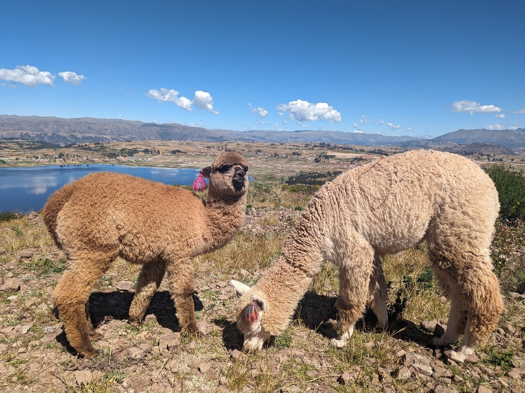 Alpaca Trek Adventures-Chinchero必去景点