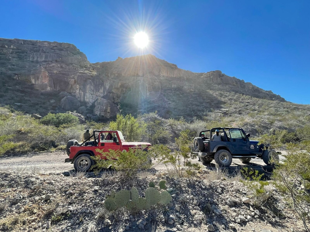 Roadrunner Coahuila Desert-Cuatro Cienegas必去景点