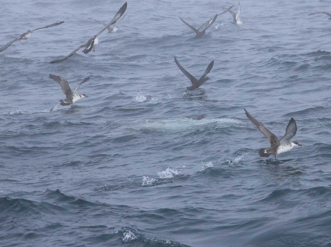 Brier Island Whale and Seabird Cruises-Westport必去景点