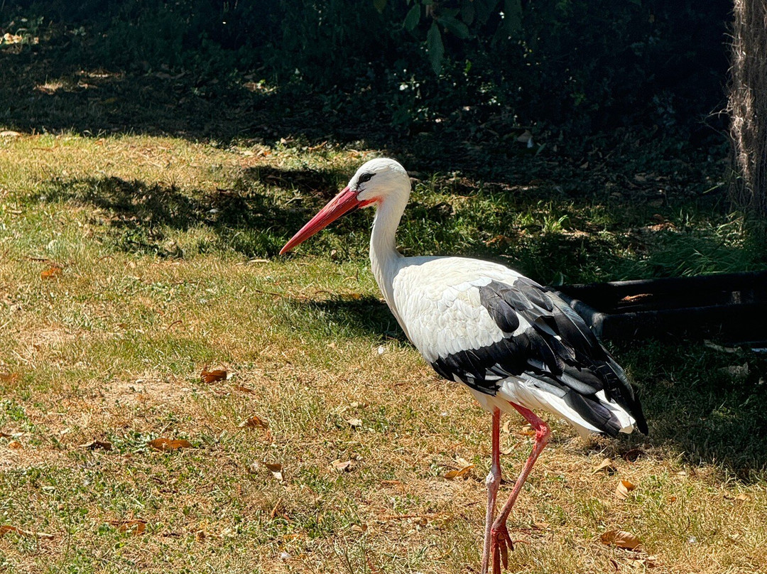 Parc Animalier de Pradinas景点图片