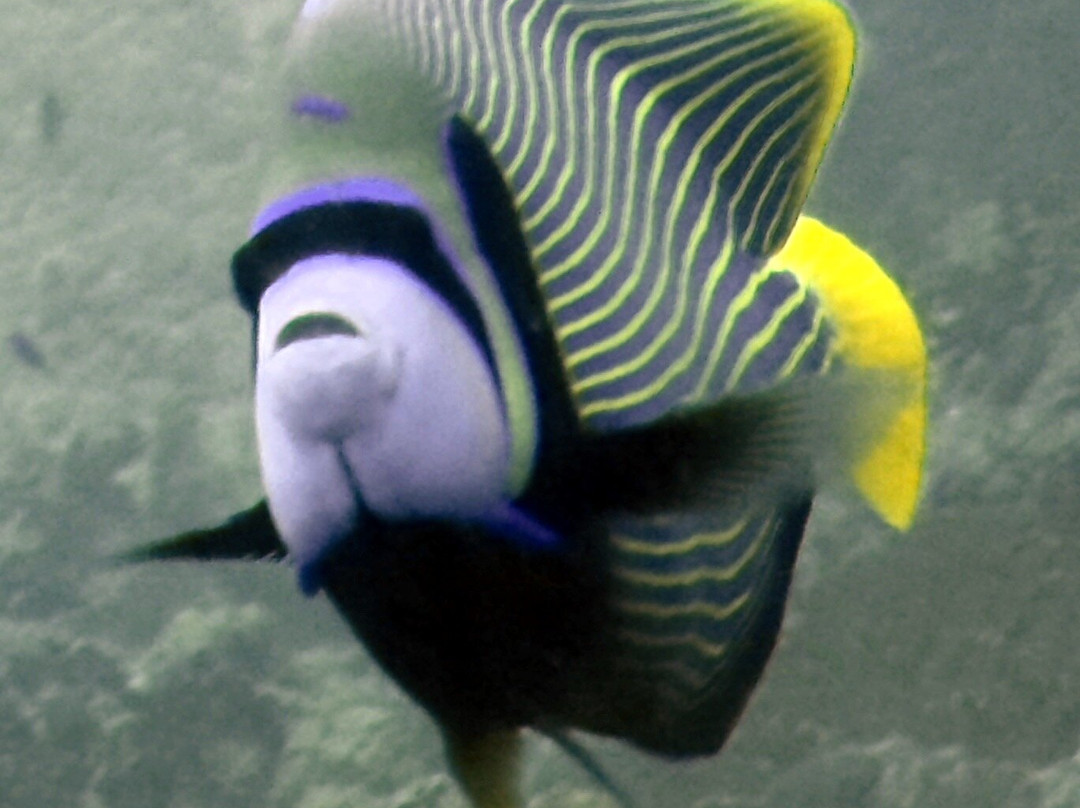 Trek Divers Seychelles-维多利亚必去景点