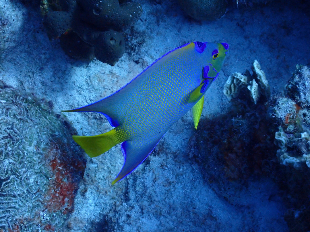 Buddy Dive Water Sports-Kralendijk必去景点