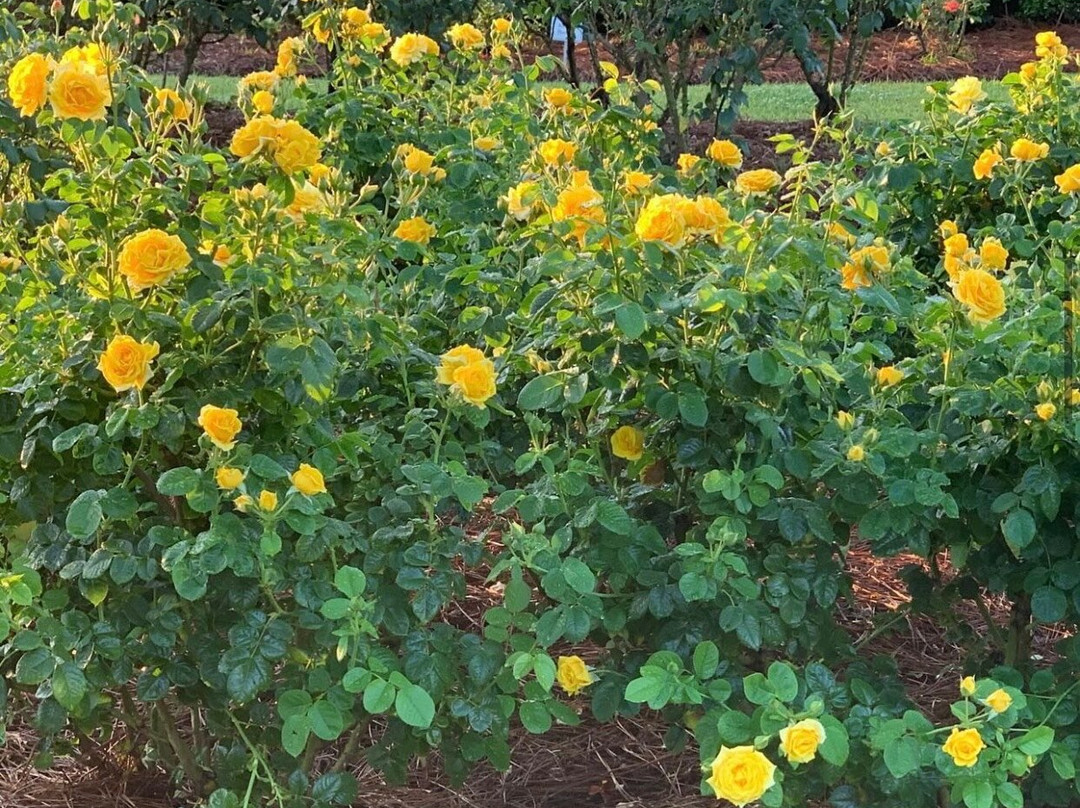 Fayetteville Rose Garden景点图片