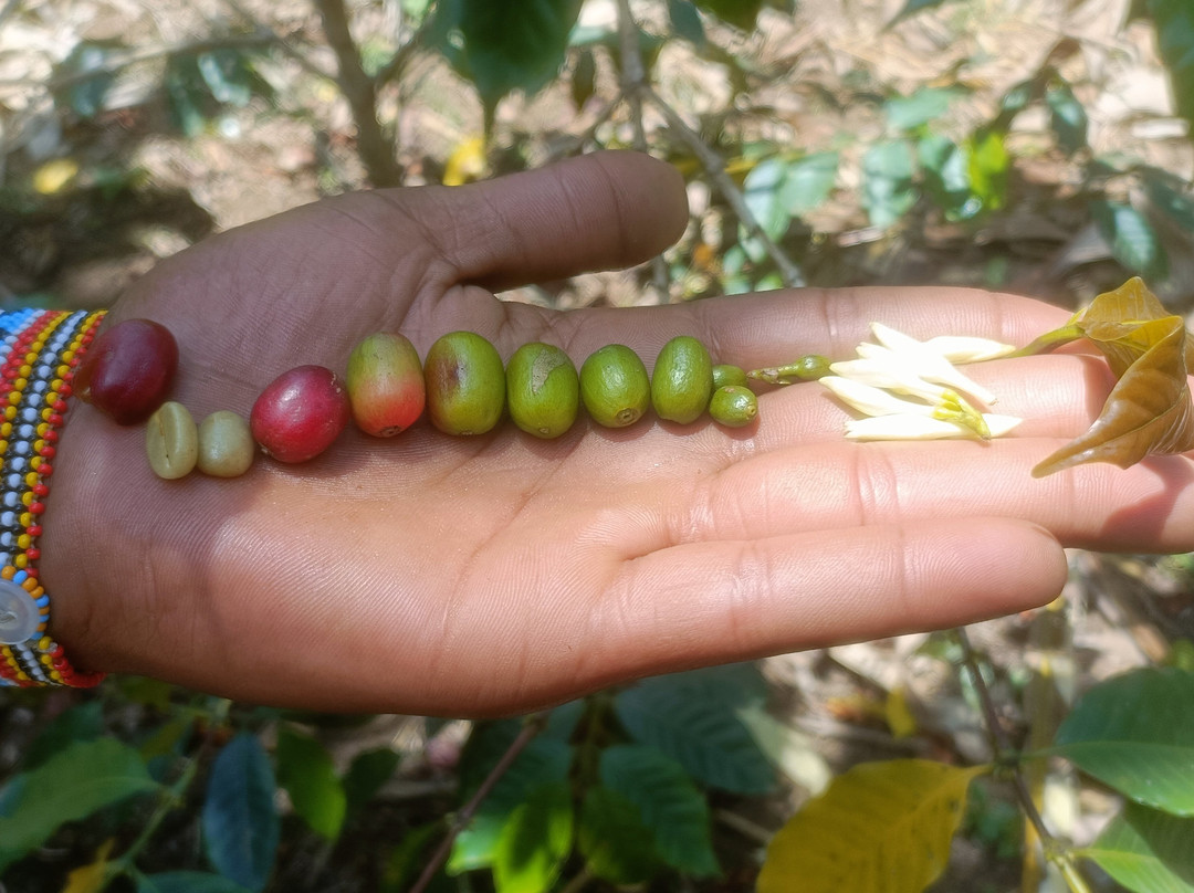 Moivaro Cultural Tourism Programme-阿鲁沙必去景点