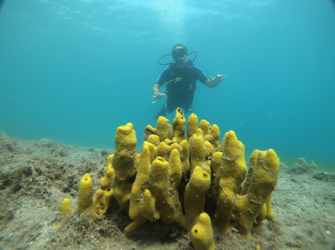 Argonauta Diving Resort景点图片