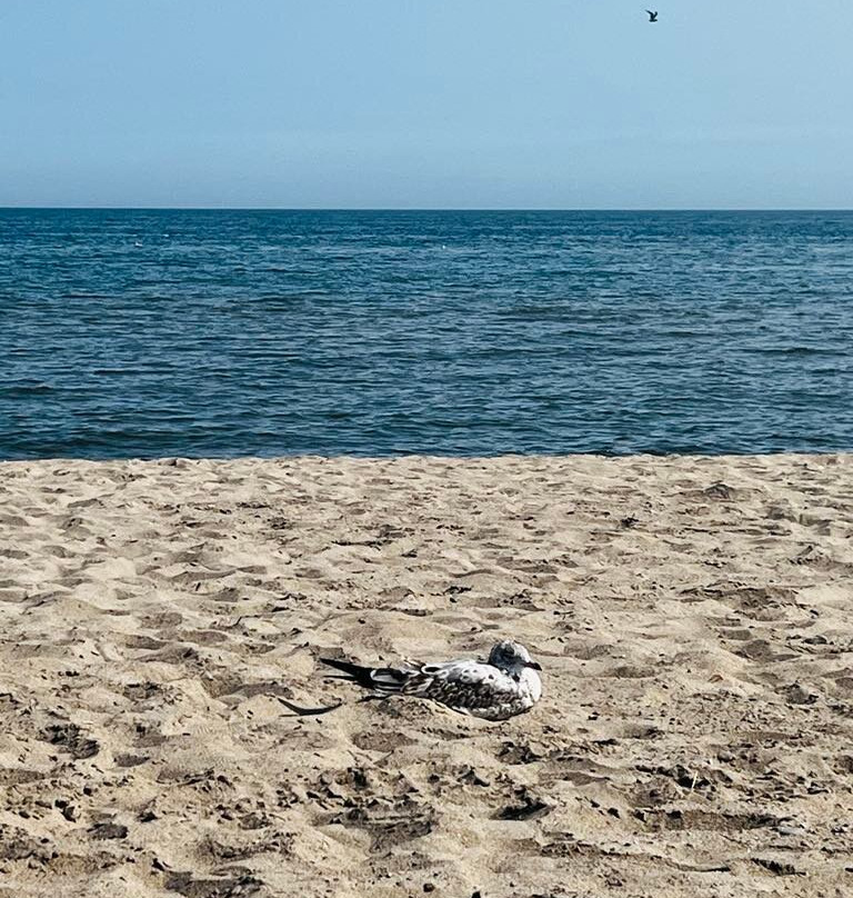 Woodbine Park-多伦多必去景点