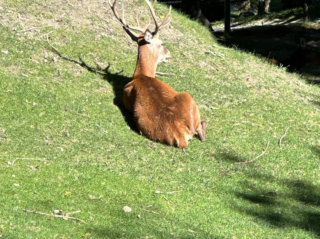 Parc Animalier d'Introd景点图片