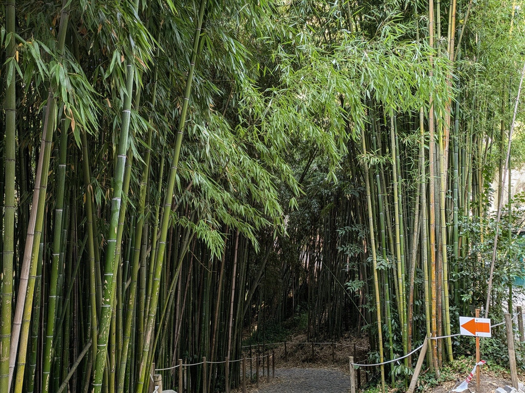 Jardim Botanico景点图片