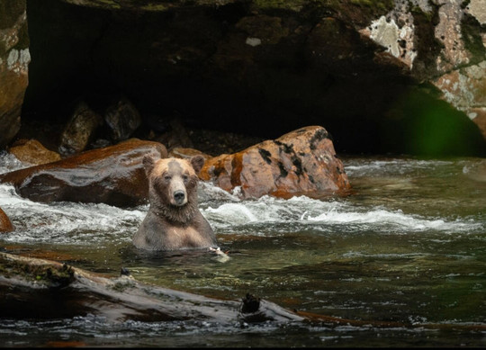 karibu adventures - Wild Sublime North Vancouver Island-哈迪港必去景点