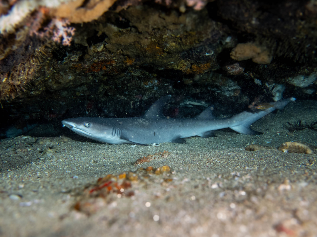 Blow Bubbles Divers-Desa Sekotong Barat必去景点