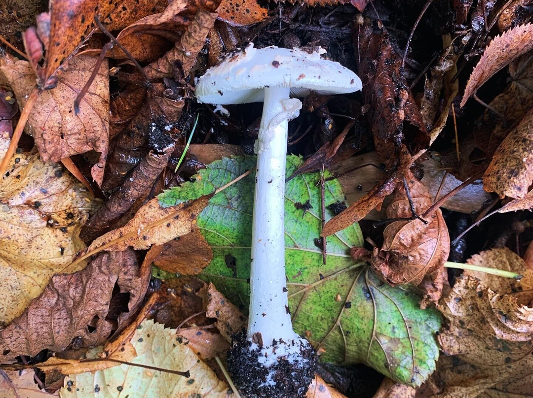 Twigmoor Woods景点图片