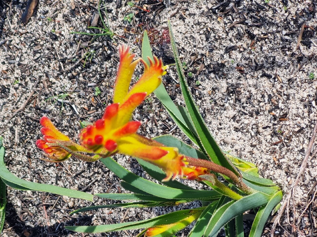 Lesueur National Park-朱里恩湾必去景点