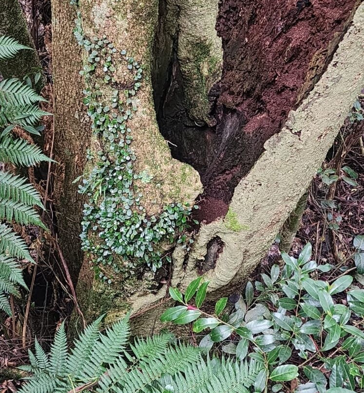 Illawarra Fly Treetop Walk景点图片