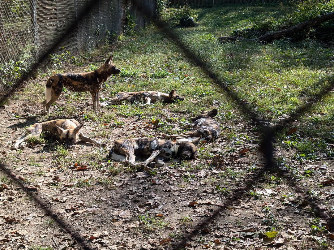 Endangered Wolf Center-Eureka必去景点