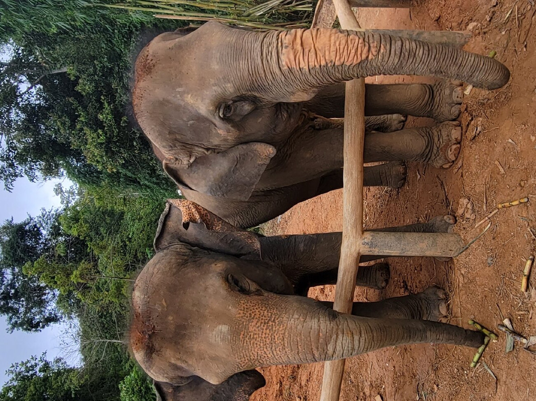 Elephant Care Park​ Phuket​-呈塔累必去景点