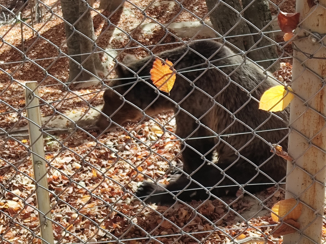 Arcturos Brown Bear Sanctuary景点图片