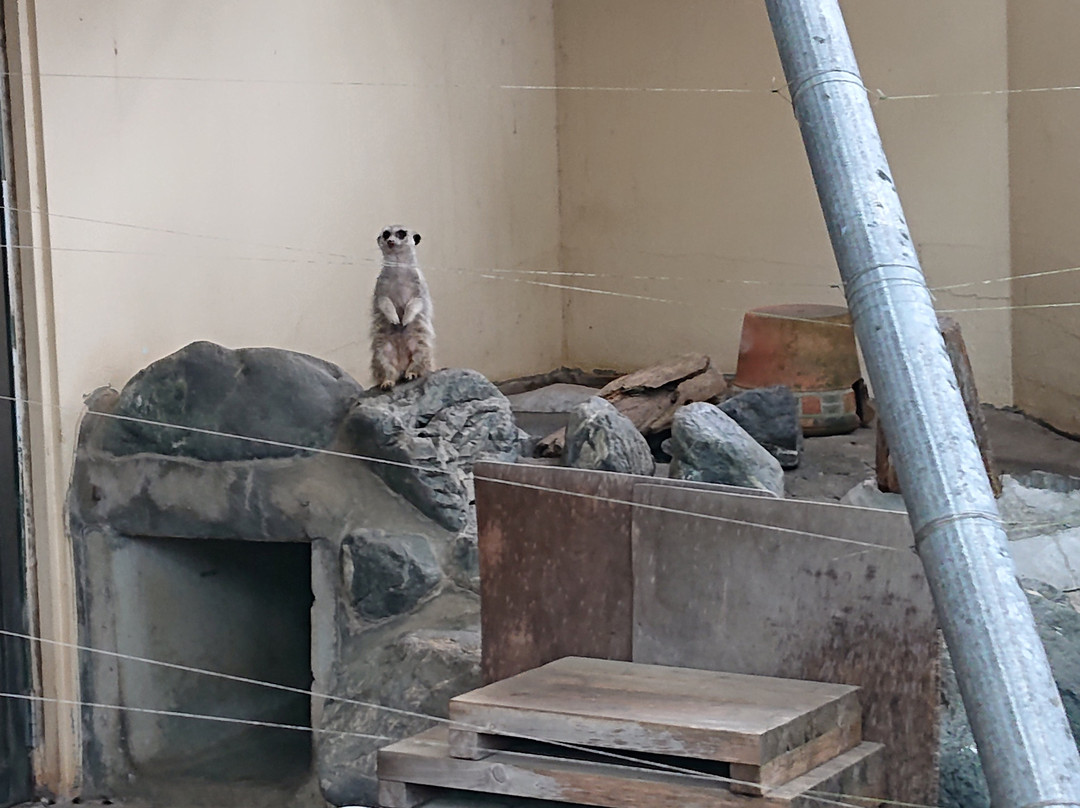 Ageo Maruyama Park Small Zoo-上尾市必去景点