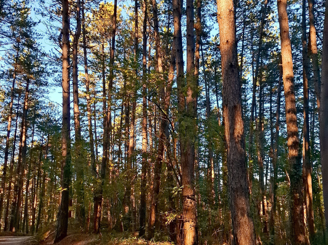 Hotel Candeleto主图