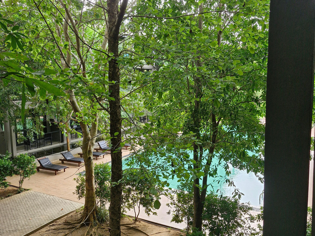 Oak Ray Wild Yala主图