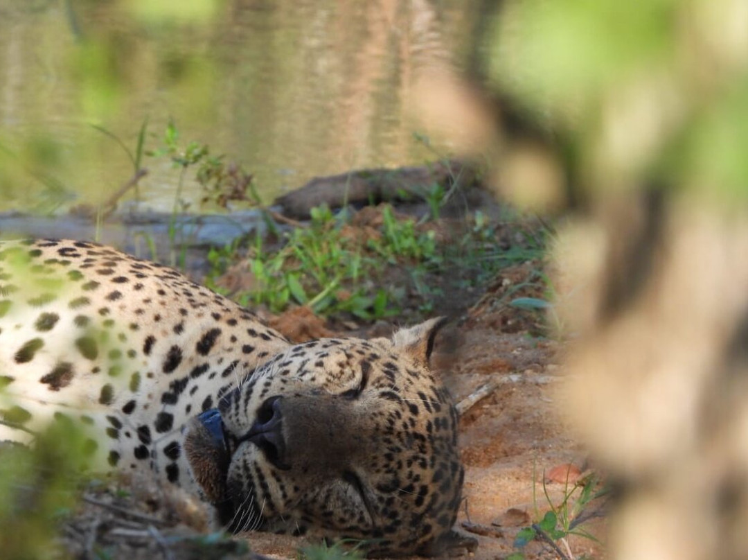 Deesha Safari Tours-蒂瑟默哈拉默必去景点