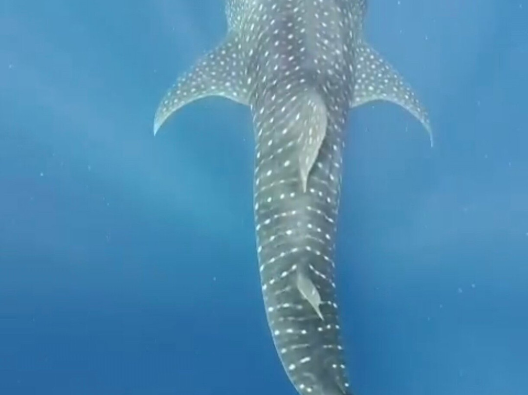 Murakabay Maldives Dive Center景点图片