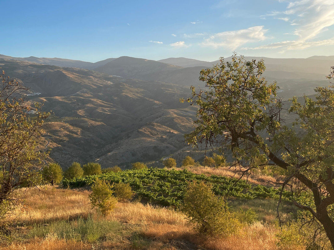 Bodega Cortijo El Medico Lobras景点图片