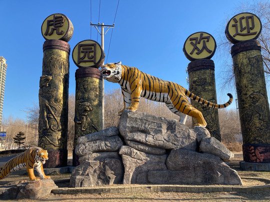东北虎林园-哈尔滨市必去景点
