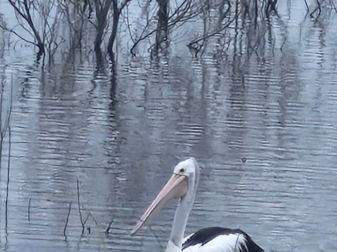 Copeton Dam景点图片