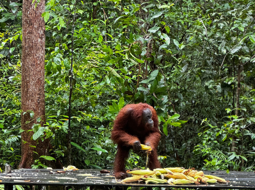 Tanjung Puting Borneo Tour-Pangkalan Bun必去景点