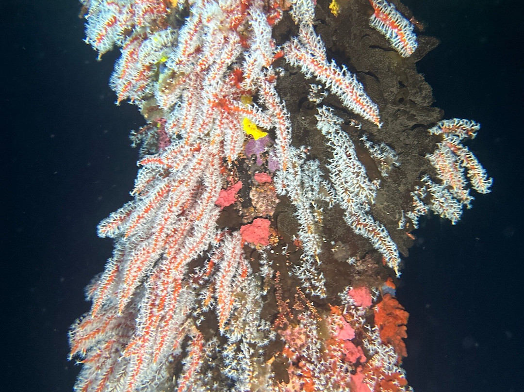 Swan Dive Busselton-巴瑟尔顿必去景点