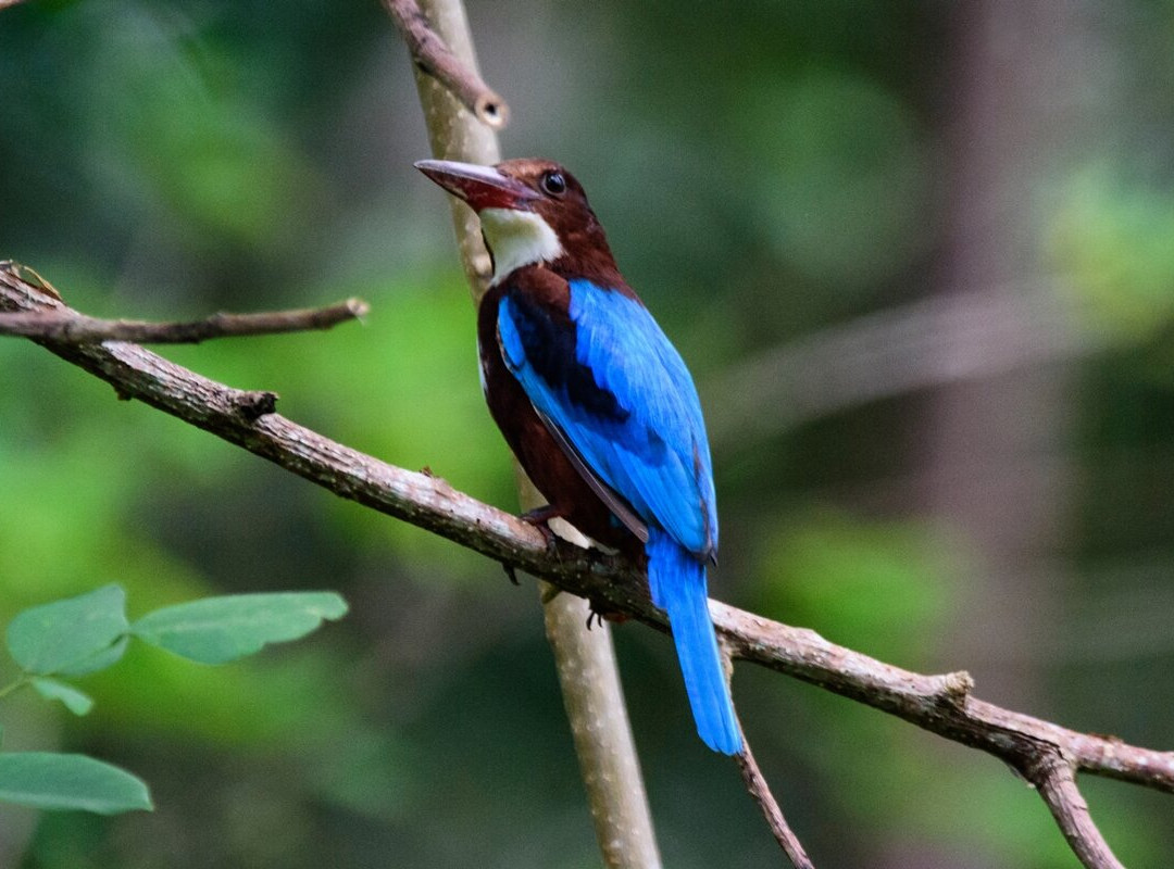 Freedom Resort主图