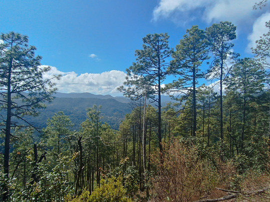 Capulálpam Turismo Ecologico Comunitario-Capulalpam de Mendez必去景点