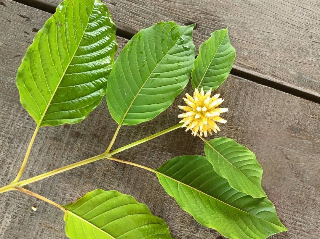Bangkok Kratom Co., Ltd.-佛统必去景点