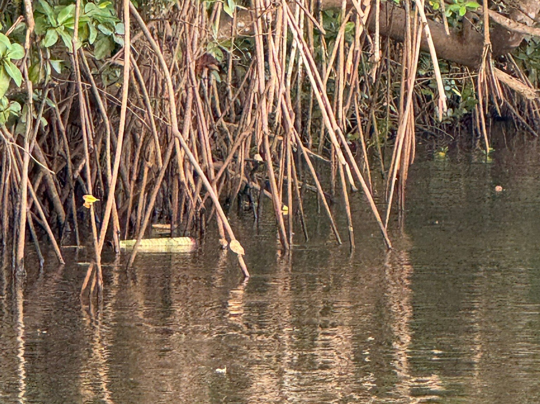 Jake The Snake Boat Trip景点图片