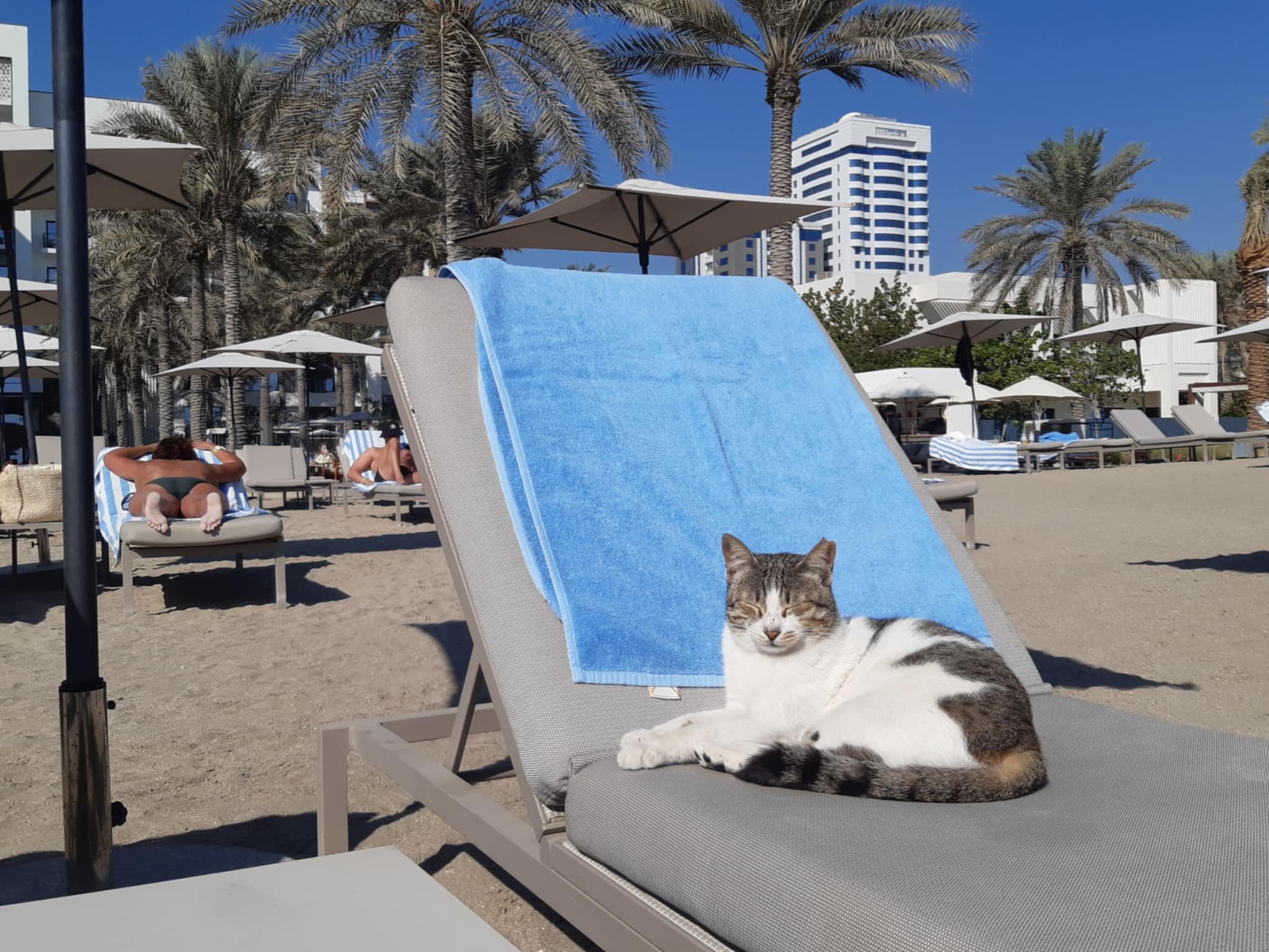 Palace Beach Resort Fujairah-泳池